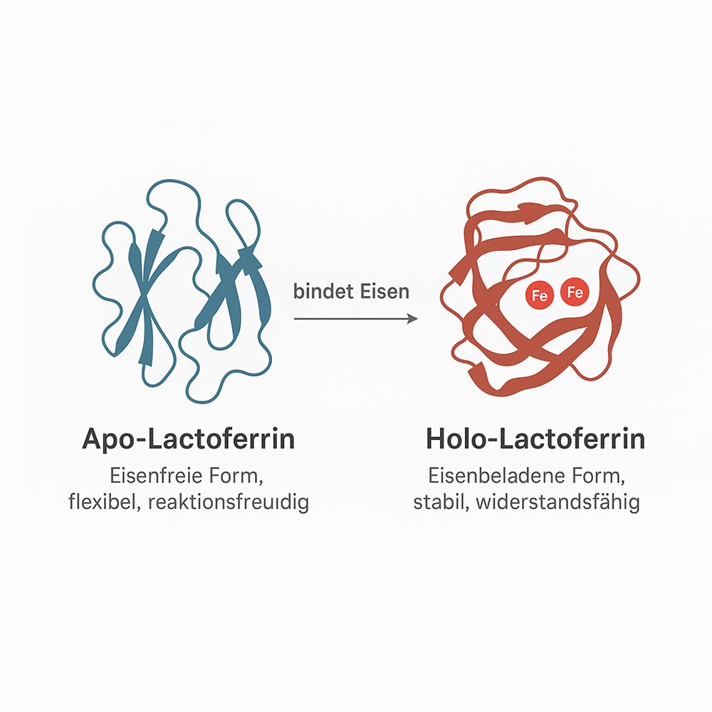 Apo Lactoferrin und Holo Lactoferrin
