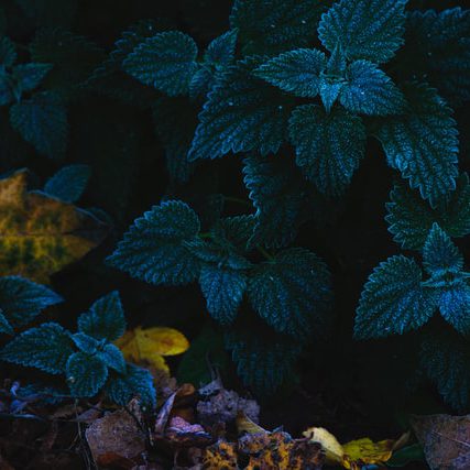 brennessel2_c_olli-kilpi_unsplash brennessel2_c_olli-kilpi_unsplash