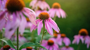 Sonnenhut. Echinacea purpurea & Echinacea angustifolia