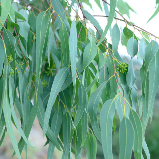 eukalyptus