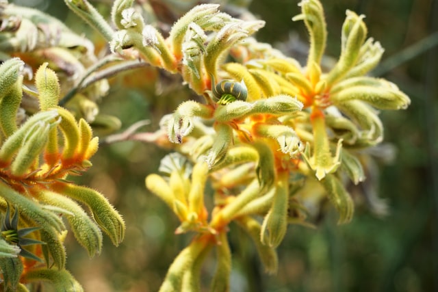 Astragalus. Astragalus propinquus, Astragalus membranaceus