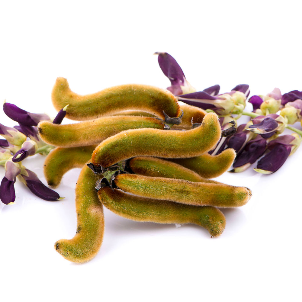 Mucuna pruriens Worauf muss man beim Kauf eines Mucuna Produktes