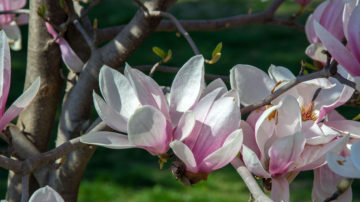Magnolie. Magnolia officinalis