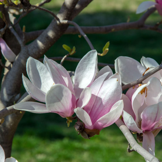 magnolienbaum