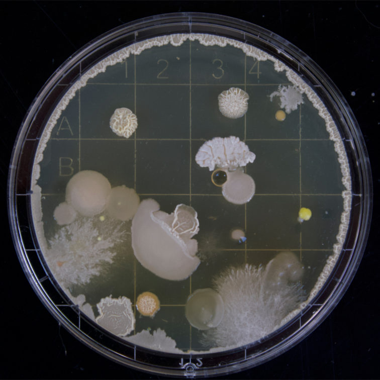 Bakterien können uns helfen, aber auch schaden
