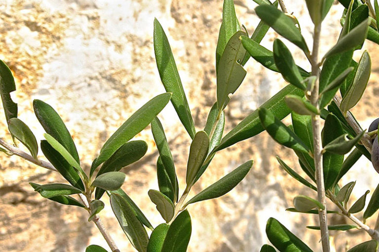 Olivenblatt. Olea europaea L.