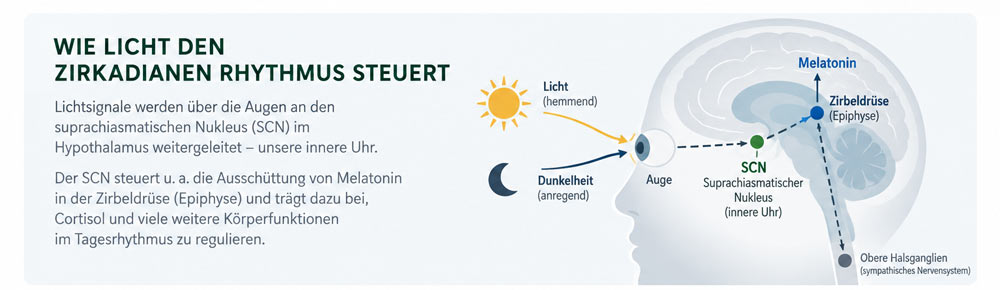 Tagesverlauf von Cortisol und Melatonin